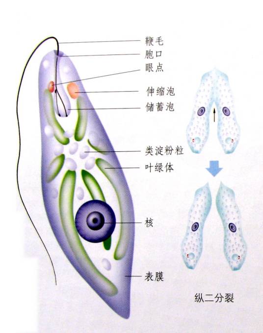 单细胞动物