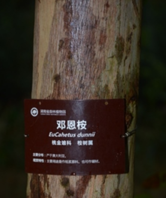 邓恩桉DN78
