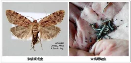 米缟螟