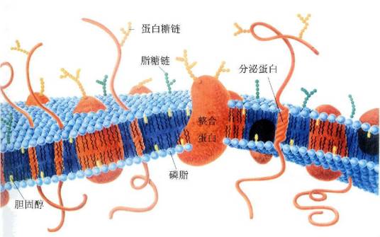 细胞质膜