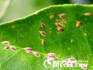脐橙矢尖蚧