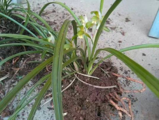 下山兰花