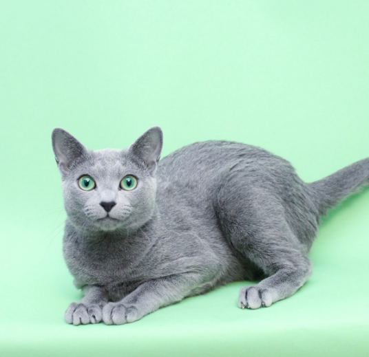 阿比西尼亚蓝猫