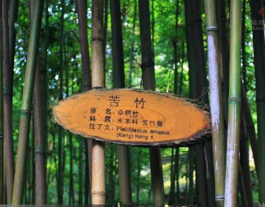 苦竹‘衢县’