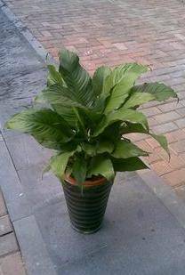 高叶（大叶科植物）