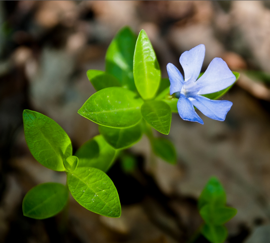 小蔓长春花