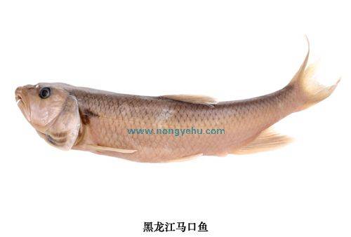 黑龙江马口鱼