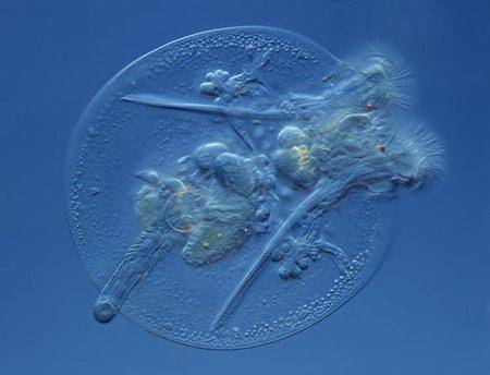 轮虫Rotifer