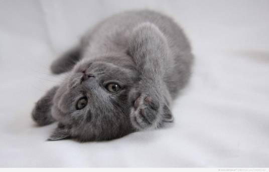 俄罗斯青灰猫