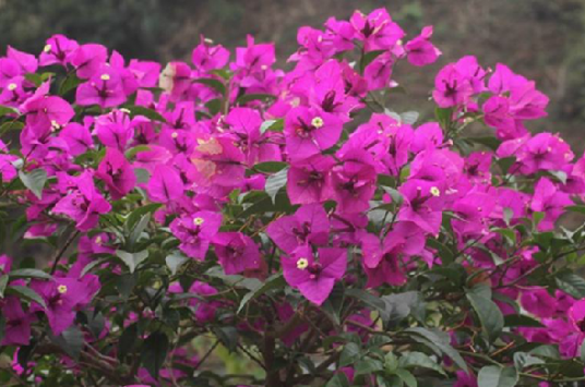 叶子花（中药）