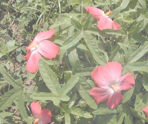 箭叶秋葵（中药）