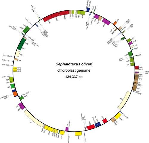 叶绿体DNA
