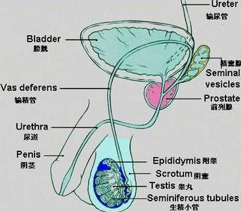 逆向射精