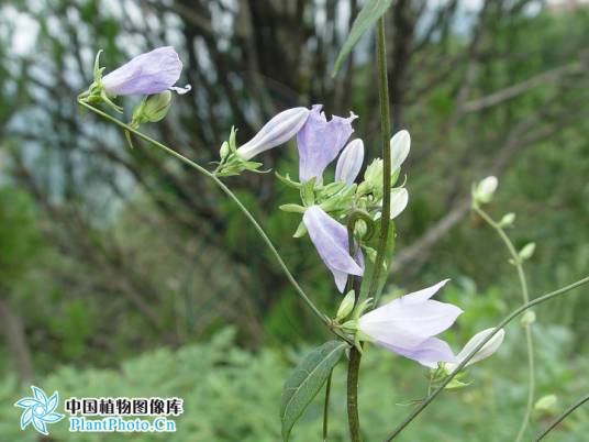 沙参（原亚种）