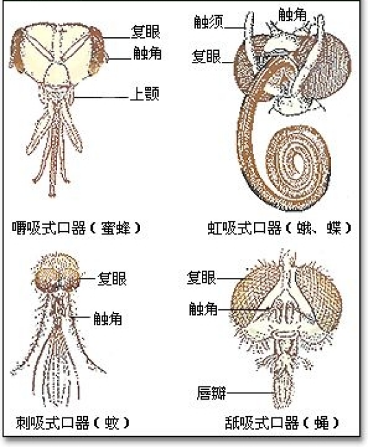 口器