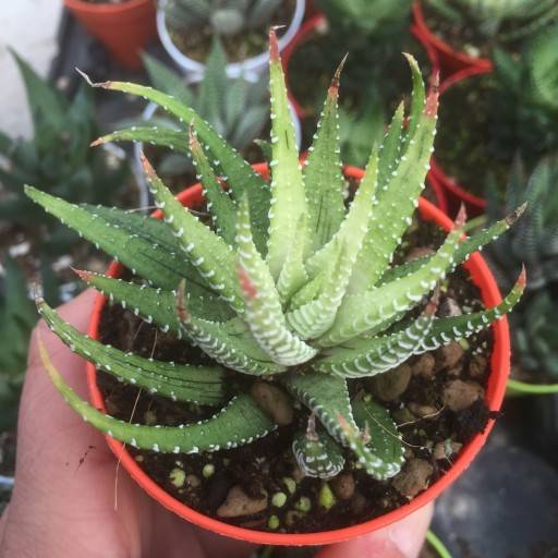 白帝（百合科十二卷属植物）