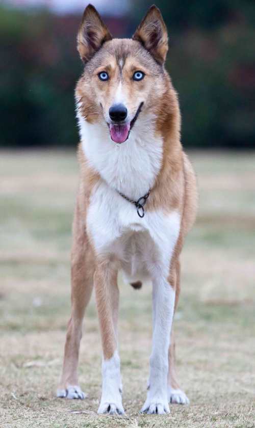苏哈犬