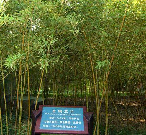 黄山库-金镶玉竹