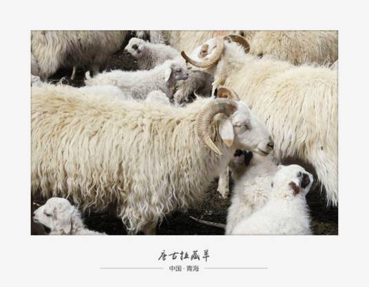 唐古拉藏羊