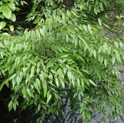 多脉鹅耳枥（桦木科鹅耳枥属植物）