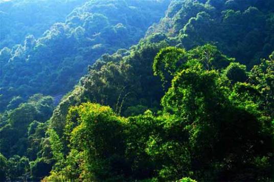 广东王子山森林公园