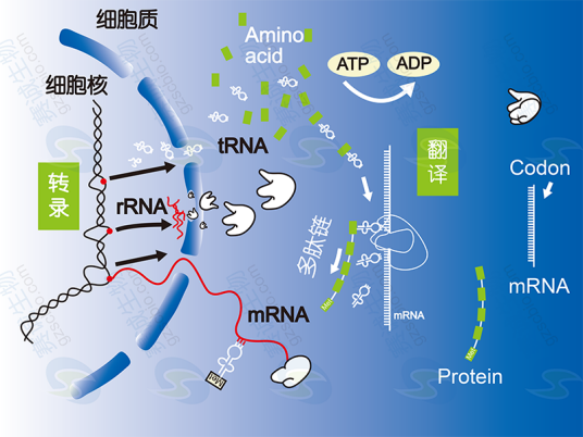 基因表达调控（即从DNA到蛋白质的调节过程）