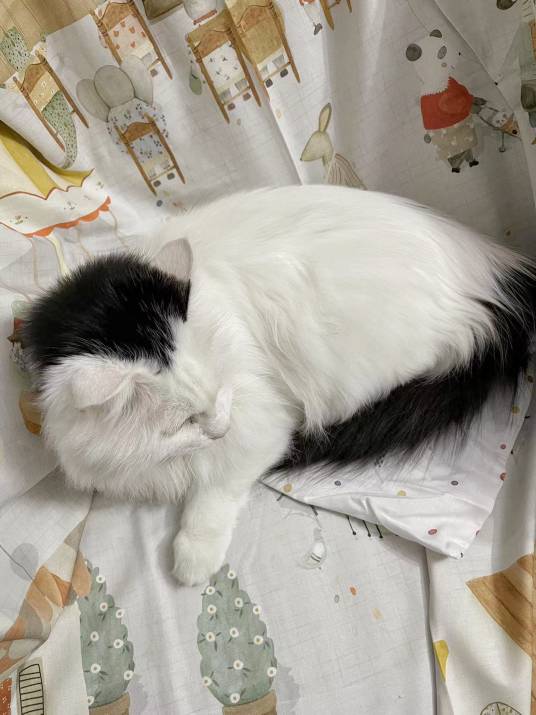 鞭打绣球（一种花色独特的猫）