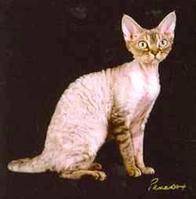 得文卷毛猫