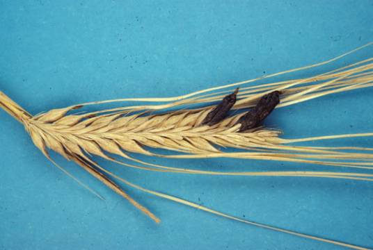 麦角类生物碱