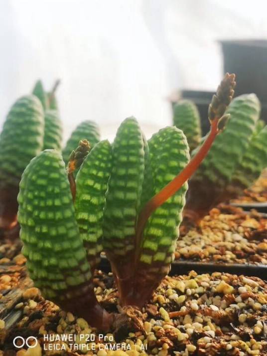 环尾狐猴（百合科鳞芹属植物）
