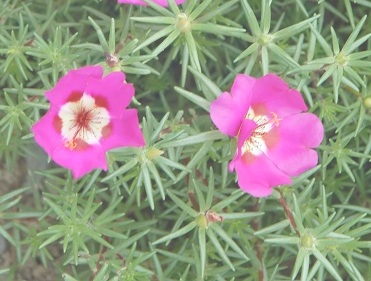 午时花（中药）