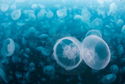 海洋浮游生物