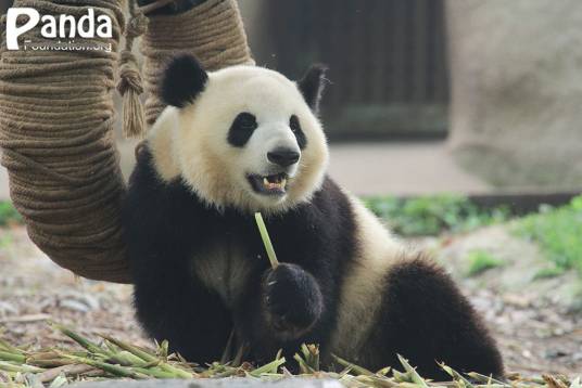 蛋烘糕（2020年出生的大熊猫名）