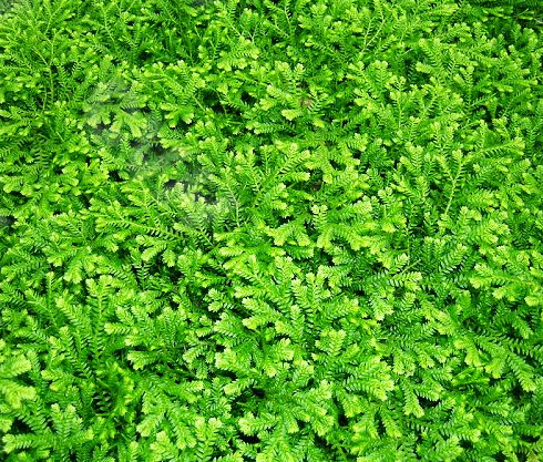 蜂药（中药）