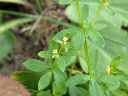 四叶葎（茜草科拉拉藤属植物）