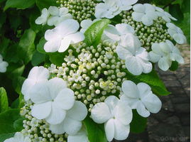 玉蕊花（神话传说）