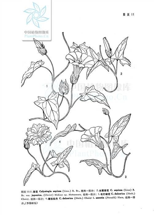 旋花（原变种）