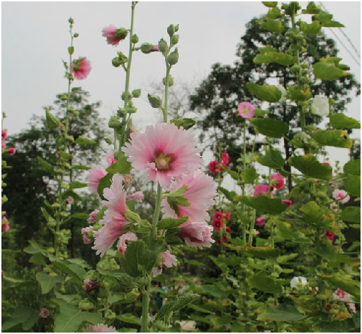 蜀葵花（中药）