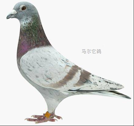 马尔它鸽