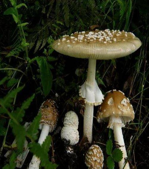 致幻菌