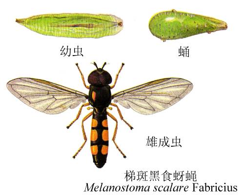 梯斑黑食蚜蝇