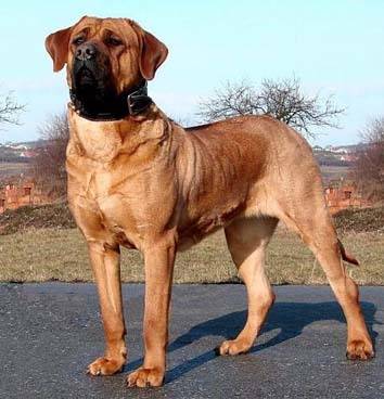 土佐獒犬