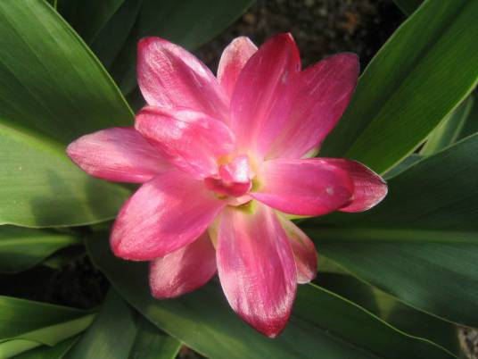 出水芙蓉（姜黄属花卉）
