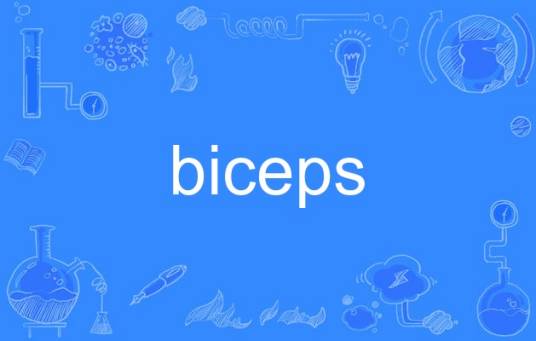 biceps（英语单词）