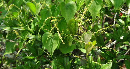 粘山药（中药）