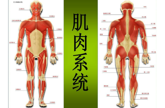 肌肉系统
