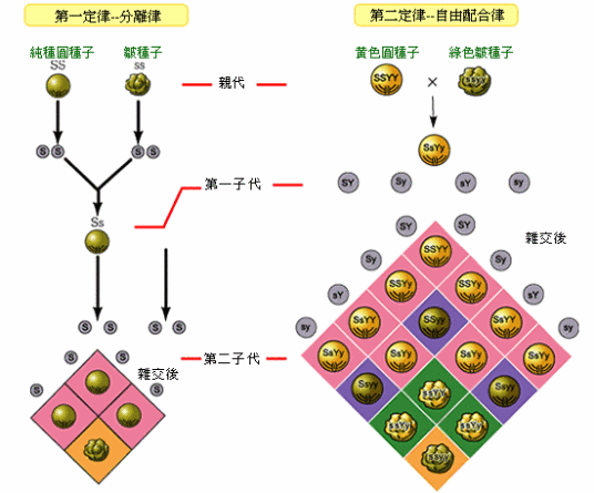 遗传因子