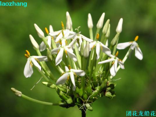 团花龙船花（茜草科龙船花属植物）